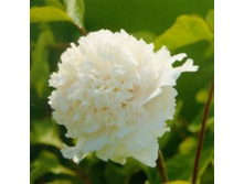 ���� ����������� ����� �������.jpg