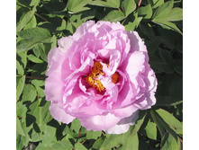 ���� ����������� ������� �����.jpg