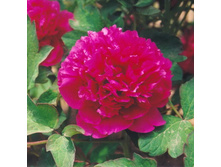 ���� ����������� ������� �����.jpg