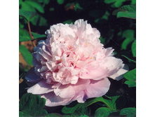 ���� ����������� ������� ����.jpg