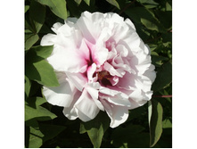 ���� ����������� ���������� ����.jpg