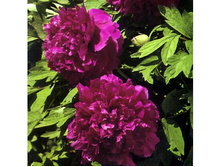 ���� ����������� ��������� ����.jpg