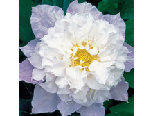 �������� ����.jpg