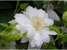 ����� �� ��������.jpg