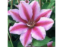 ����� ������.jpg