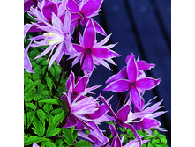 �������� ����.jpg