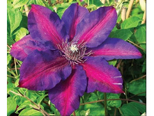 ������ �. �������.jpg