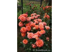 ����� �����.jpg