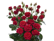 �������� �����.jpg