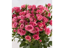 ���� ����.jpg