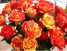 ����� ���� �����.jpg