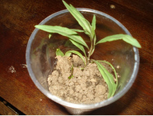 DSC05825.JPG   �����