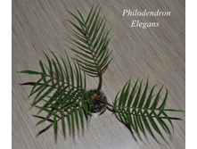 Philodendron Elegans