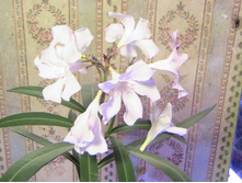 ����������� 1051.jpg