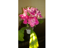 DS-�������