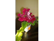 DS-�������� ����