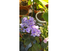  ������ Rapid Transit