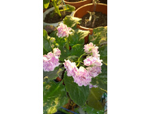  ������ ��-��������