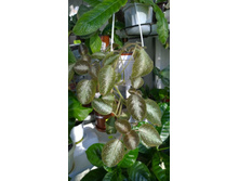 ������� Cupreata Metallica 