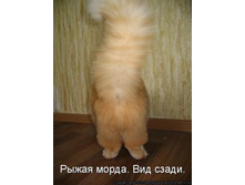 ����� �����, ��� �����