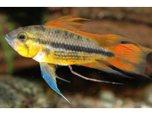 ������������ ������.