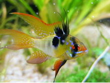 �������� �������� �����