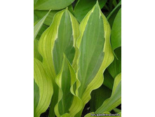 ����� ����� (���)