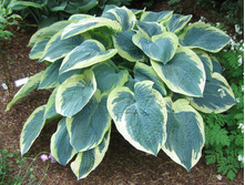 �������� ����+