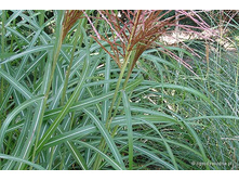 ��������� ���. ����������