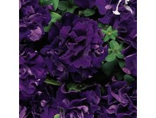 2.3  ������� �������� Double Cascade Blue.jpg