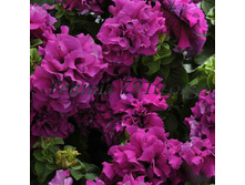 2.1  ������� �������� Double Cascade Burgundy.jpg