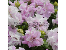 2.4 ������� �������� Double Cascade Orchid Mist.jpg