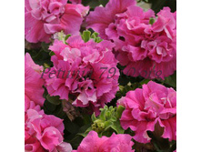 2.2  ������� �������� Double Cascade Pink.jpg