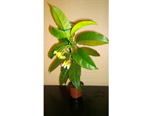 ���� �����������