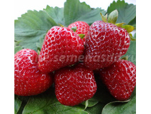 ��������� ������� ������� (������������)