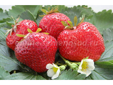 ��������� ������� ������ (���������� ������)(�������������) �������������