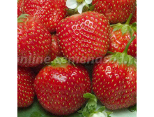 ��������� ������� �������� ���������(������������) ����� �������.jpg