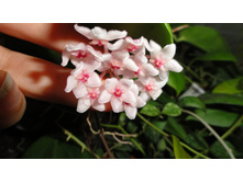 Hoya anulata - ���� �������.