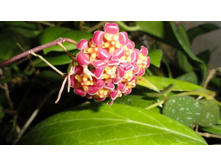 ���� ������ �������� (Hoya davidcummingii) 