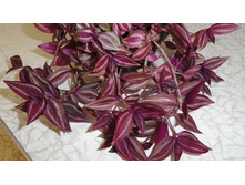 ������������ ���� ������� ..