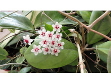 Hoya flagellata 
