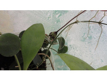 Hoya flagellata - ������.....