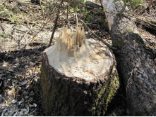 Resize of 20140419_115026.JPG