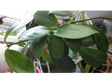 OBSCURA white - fragrant
