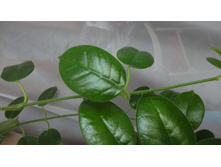 ciliata