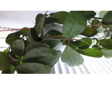 elliptica