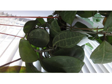 elliptica