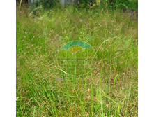 ����� �������� ������ Higland 0,25 �� (���. �����)_115,75 ���