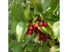 ����� ������������.jpg