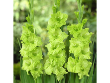 ��������� ���� ���� 96�